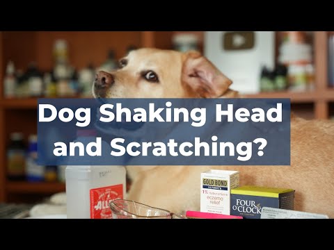 Video: Kan hunden min ha ørebetennelse?