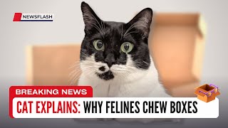 3 Reasons Why Cats Chew Boxes (#3 Is Shocking) Net Worth