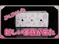 新しいハムスターを家族にお迎えしました Buying a Hamster