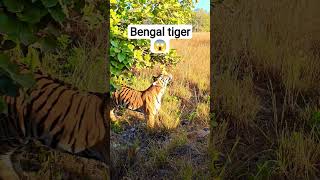 New Day New Fun 😍tiger #nationalanimalofindia#wildlife #animals#wildanimals #shorts #viral #trending
