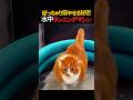 歩けなかったデブ猫がまた走れるようになった理由