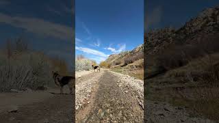 Mountain Stream Adventures With My Dog | Stream Adventure #4 | Mt Charleston