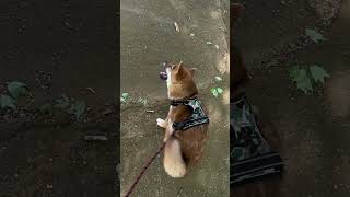 柴犬 #くうちゃん午後のお散歩 - YouTube