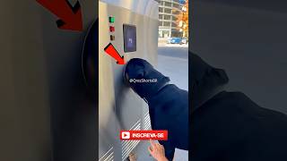 O Pitbull Em Dubai! 😱✨ #Catsoftiktok #CatLovers #cat #cute #FunnyCats #catcartoon #fyp