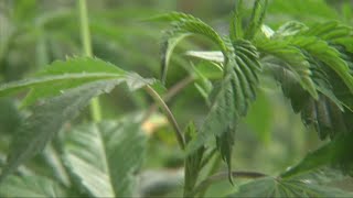 Judge strikes down Ohio's marijuana program 'racial quota'
