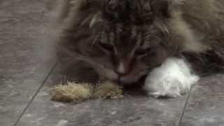 Cats on drugs. by Christian Koksvik 700 views 8 years ago 5 minutes, 58 seconds