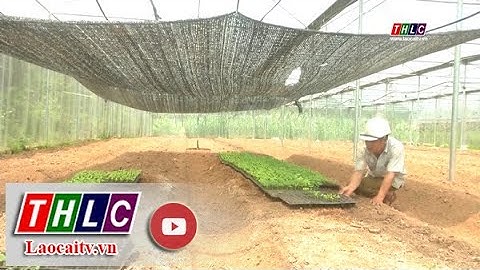 Diện tích sản xuất nông nghiệp ứng dụng công nghệ cao tăng 365 ha | THLC