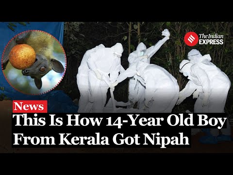 Nipah Virus: This