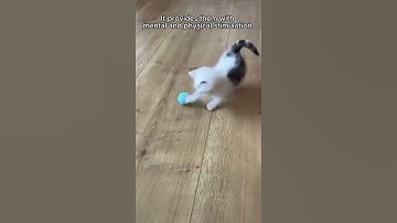 Interactive Playtime: Discover the Excitement of the Self-Moving Cat Ball Toy!