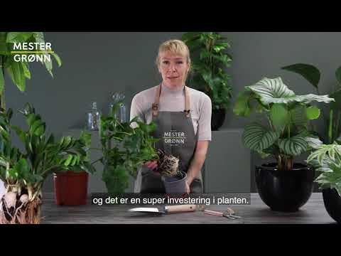 Video: Planter Kan Høre - Alternativ Visning