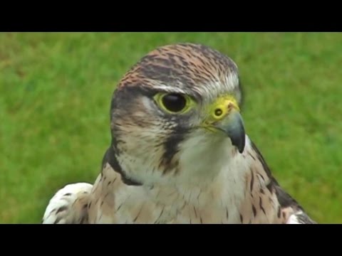 Lanner Falcon