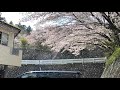 桜吹雪 🌸 Cherry Blossom Blizzard in tamaseichereien