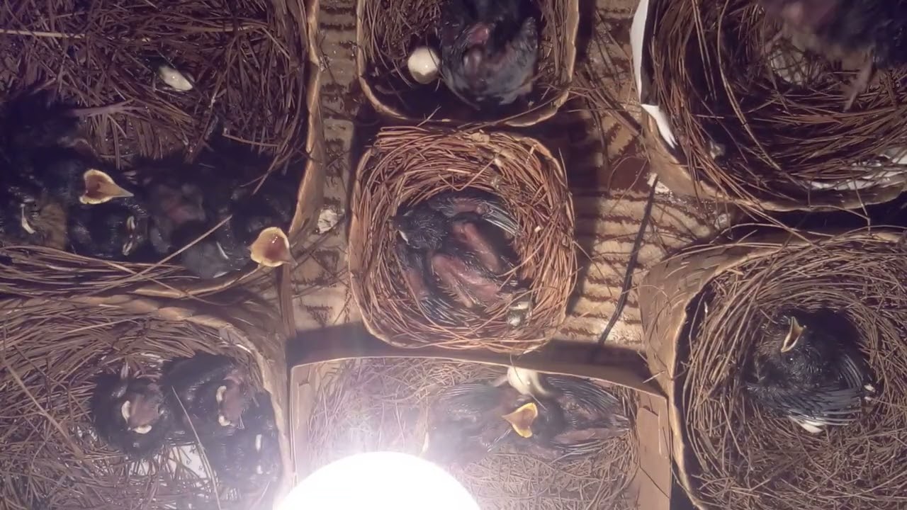 Meloloh anakn murai batu yang baik dan benar menurut versiku #kicaumania #viralshorts