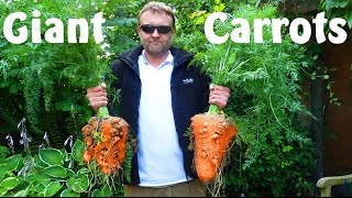 Allotment Diary : Planting the Giant Carrots in the Polytunnel