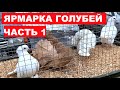 Выставка-ярмарка голубей и декоративных птиц (13.03.2021 г.Кривой Рог Украина) ЧАСТЬ 1