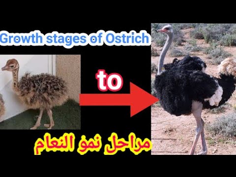 مراحل نمو النعام من عمر اسبوع ل عمر 1 سنه      2   1