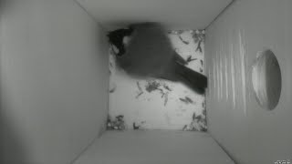 Nestbox 20190126/03:00 - 539 frames with movement