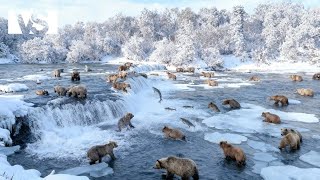 WILD ALASKA MIGRATION | The Epic Journey of the Salmon That Sustains Life - Documentary