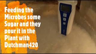 Pour some Sugar on Germs with Dutchman420