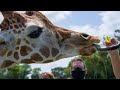 Serengeti Safari Animal Tour At Busch Gardens Tampa 2020