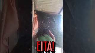 Novinha Dançando Funk No Tiktok Sem Calcinha