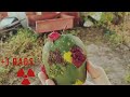 Fallout Classic Prop - Mutfruit #fallout2 #falloutprops