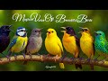 Magical voice of beautiful birds - Birds Sound for Sleep & Focus -Chirping in Nature (No Music)