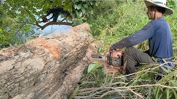 Cưa cây mít với cây bạch đàn siêu khủng . Cưa cây kỹ thuật cao