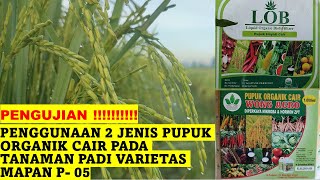 Penggunaan 2 Jenis Pupuk Organik Cair Berbeda Pada Tanaman Padi Mapan P05