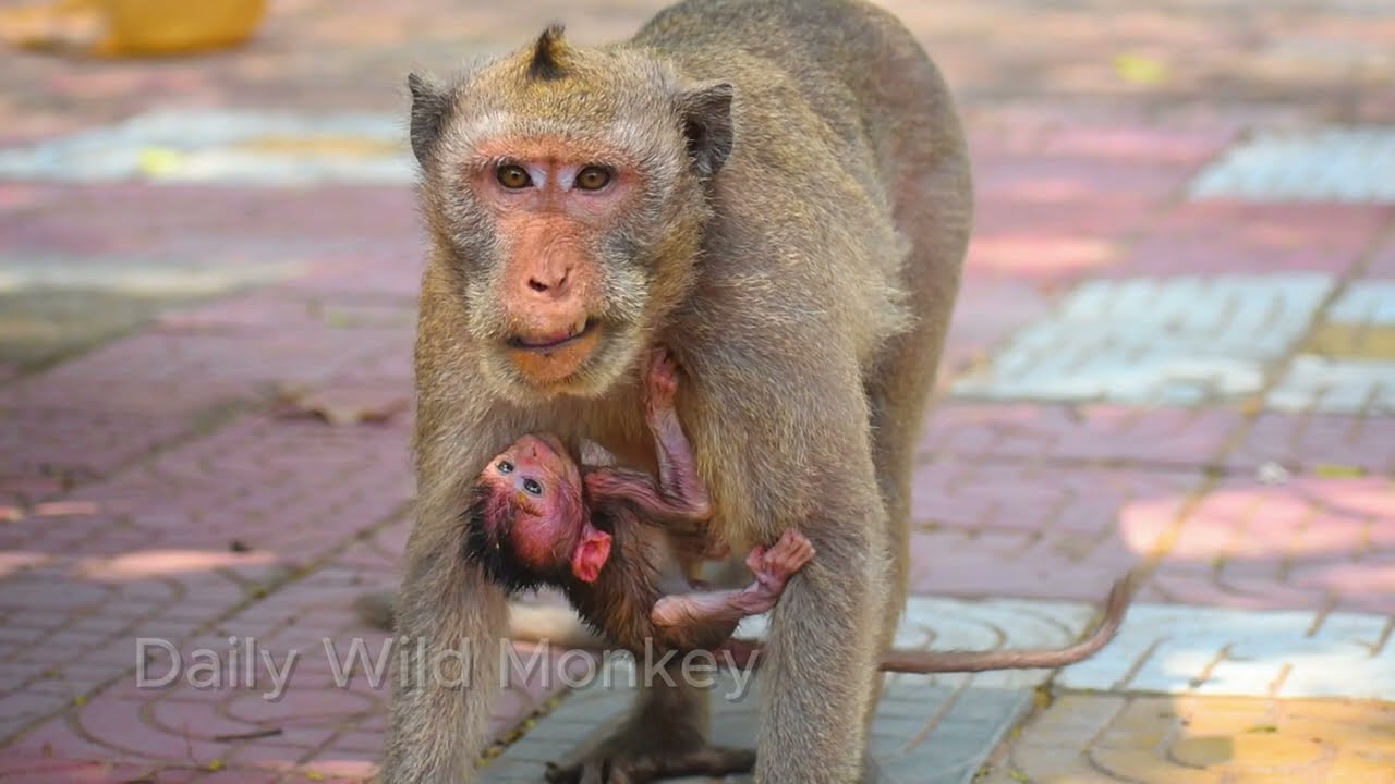 Cute tiny baby trying to hug and need milk