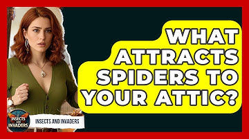 What Attracts Spiders To Your Attic? - Insects and Invaders