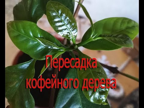 Пересадка кофейного дерева