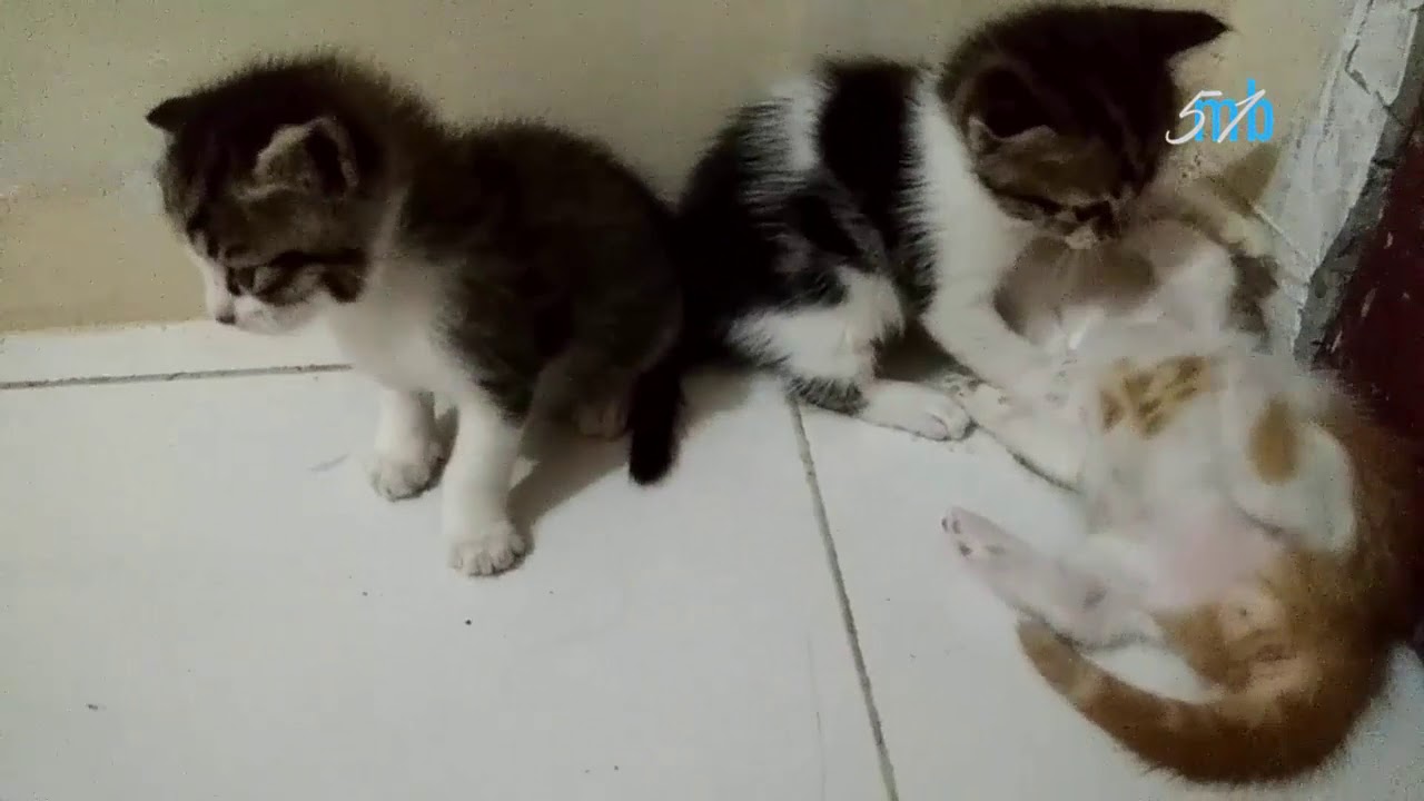 Foto Anak Kucing Anggora Umur 3 Bulan - KUWCING