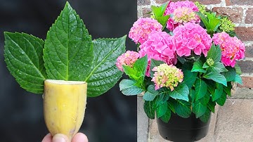 Grow hydrangeas from toilet paper leaf cuttings