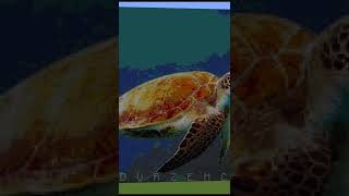 Turtle│Minecraft Pixel Art│#shorts