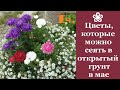 ❀ Цветы, которые можно сеять в открытый грунт в мае. Часть 1