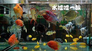1120625 水噹噹一族