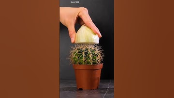 Crazy Useful Onion Tricks for Everyday Problems | #trendingshorts #online #hacks #lifehacks #shorts