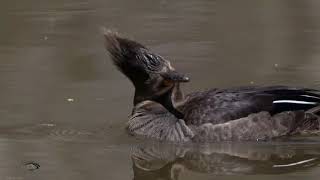 Hooded Merganser and ducklings.