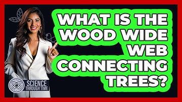 What Is The Wood Wide Web Connecting Trees? - Science Through Time