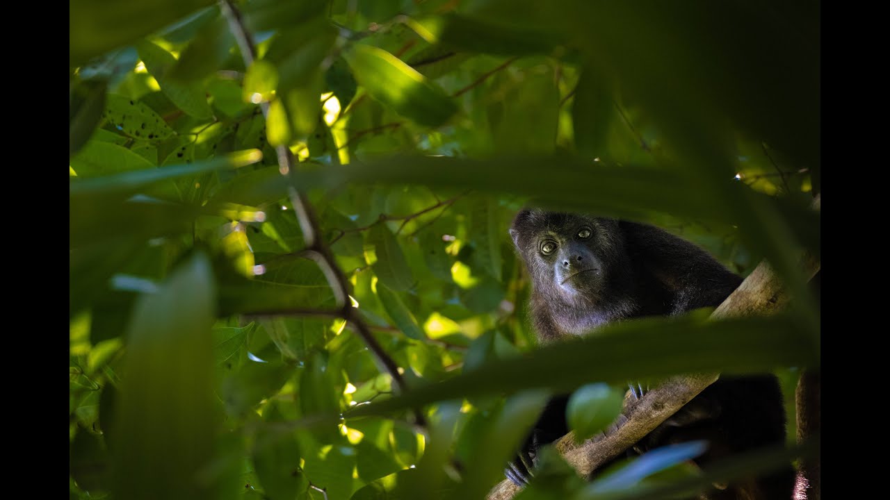Howler Monkey Release in Belize