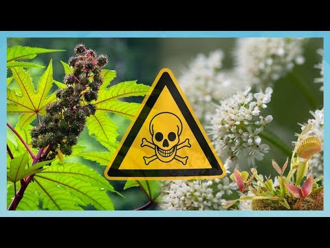 Video: Wat Is Die Hoogste Plant In Die Wêreld?