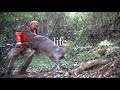 【里山狩猟生活#17】鹿を獲り、解体し、食す。
