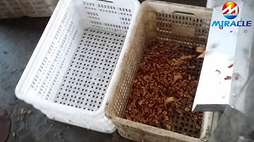 Fresh olive slice machine, olive cutting machine, date slicer