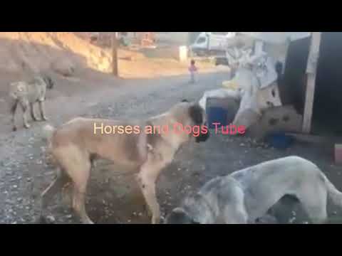 kangal-dog-at-farm-video-collection