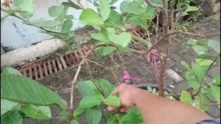 Caring for Crystal Guava Tabulampot to produce lots of fruit #zuhdhangardening #tabulampot #cryst...