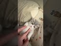 Kitten Confused By Fingers! 😹 Which One To Bite? #cats #kitten #cute