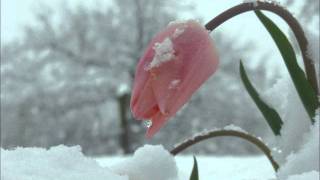 Alperen - Kar Çiçekleri...
