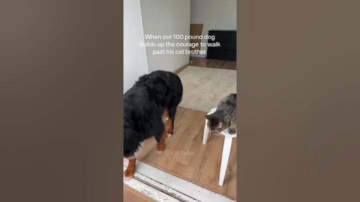 Watch the video about Dogs are afraid of cats #love #funny #cutespets #funnycatvideos #cat #fuunypets