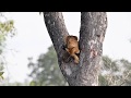Frightened Lion Cub Gets Stuck High in a Tree | Virtual Safari Clips